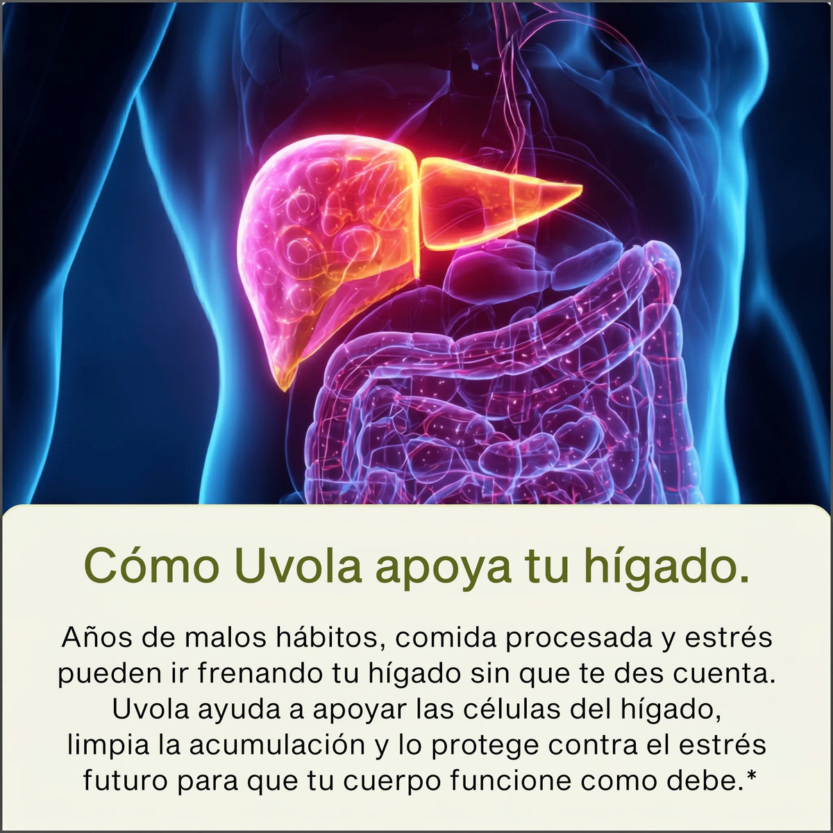 Apoyo Hepático con Cardo Mariano - NUOLA
